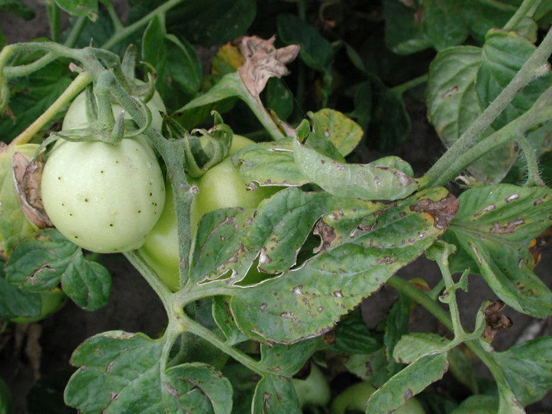 Bacterial speck on tomatoes