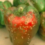 Symptoms of Bacterial spot on a bell pepper fruit.