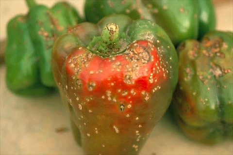 Symptoms of Bacterial spot on a bell pepper fruit.