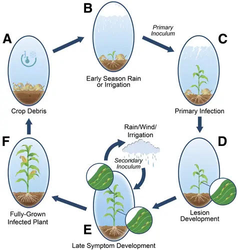 Life cycle and infection of Xanthomonas euvesicatoria in plants 