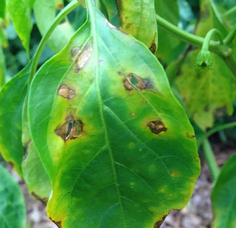 Symptoms of Bacterial Spot on a pepper leaf. 