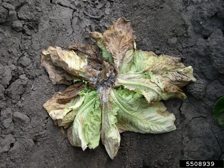 Lettuce drop due to Sclerotinia minor.