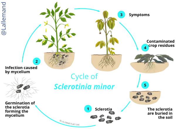 Sclerotinia minor lifecycle