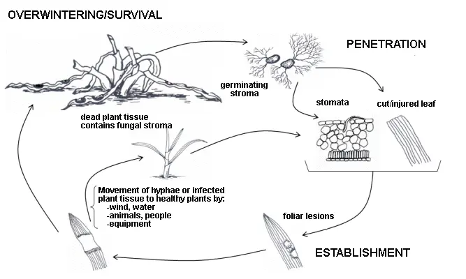 Dollar Spot disease cycle