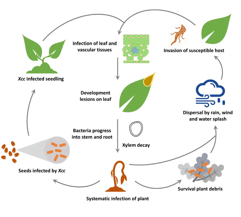 Xanthomonas life cycle