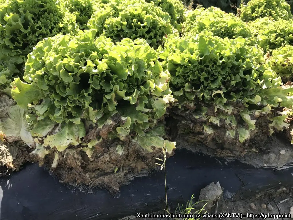 Xanthomonas hortorum pv. vitians france