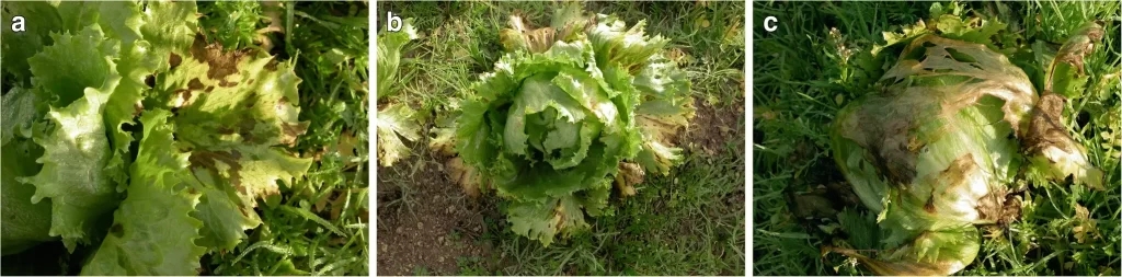 Xanthomonas hortorum pv. vitians lettuce turkey