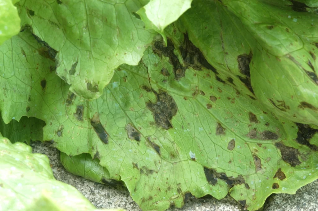 Xanthomonas hortorum pv. vitians salinas