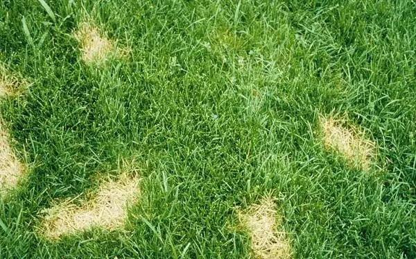 dollar spot golf lawn