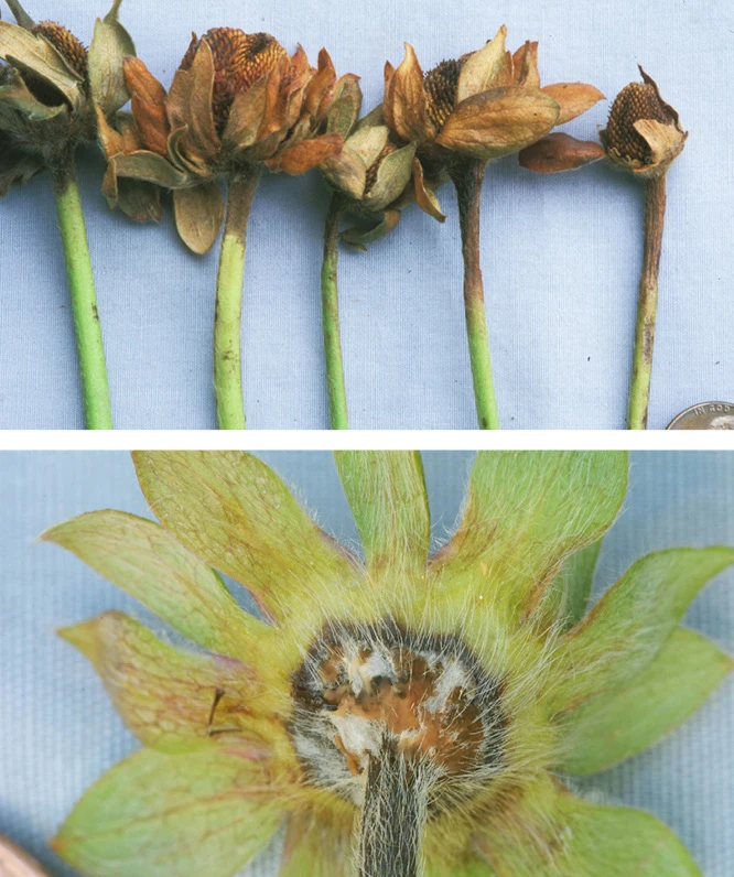 Colletotrichum acutatum anthracnose strawberry flower