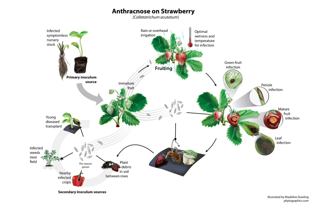 Colletotrichum acutatum anthracnose strawberry lifecycle