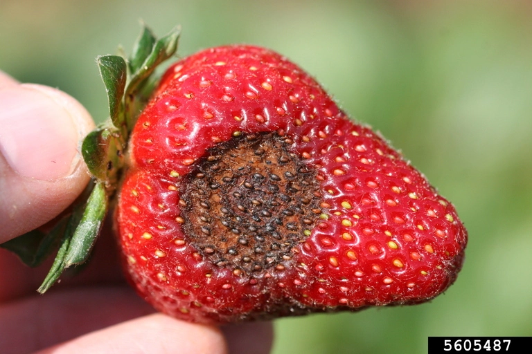 Colletotrichum acutatum anthracnose strawberry