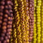 DNA Sequencing Guide for Growers