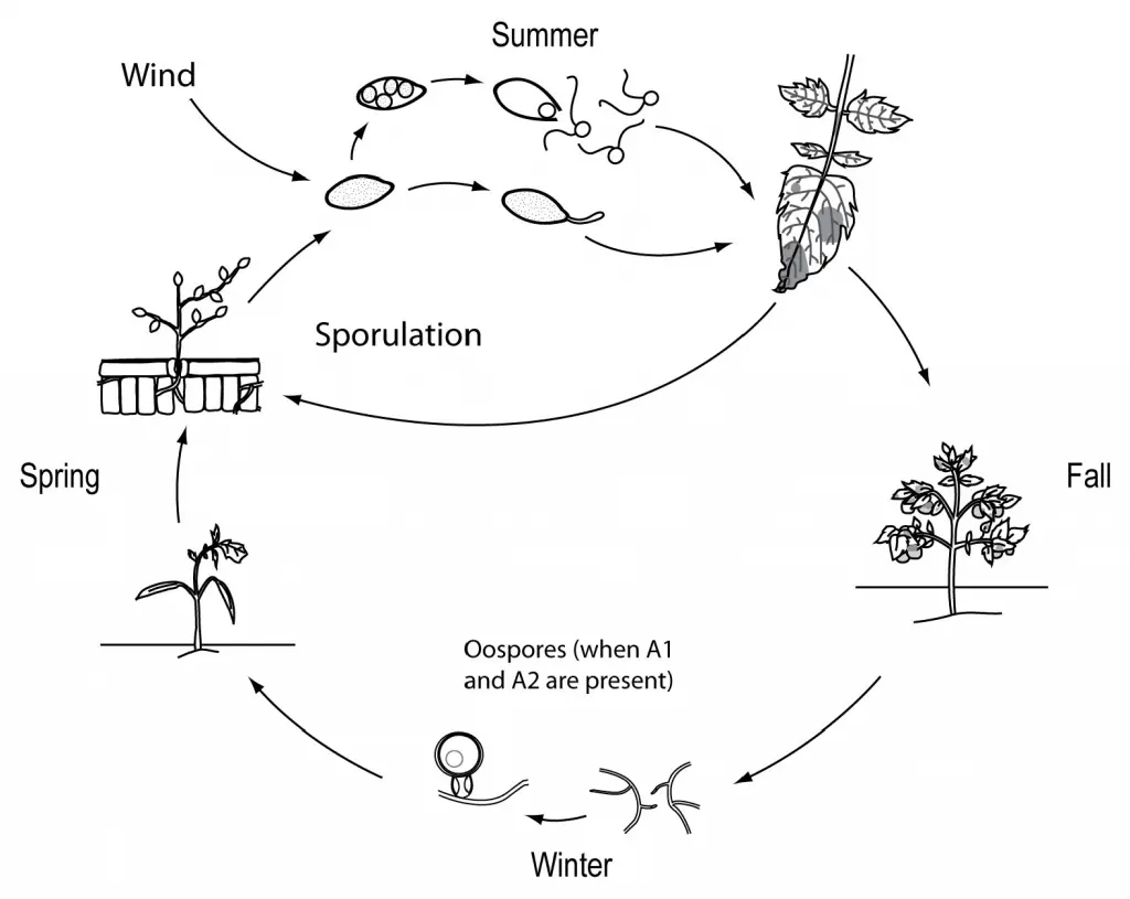  Lifecycle Phytophthora infestans late blight