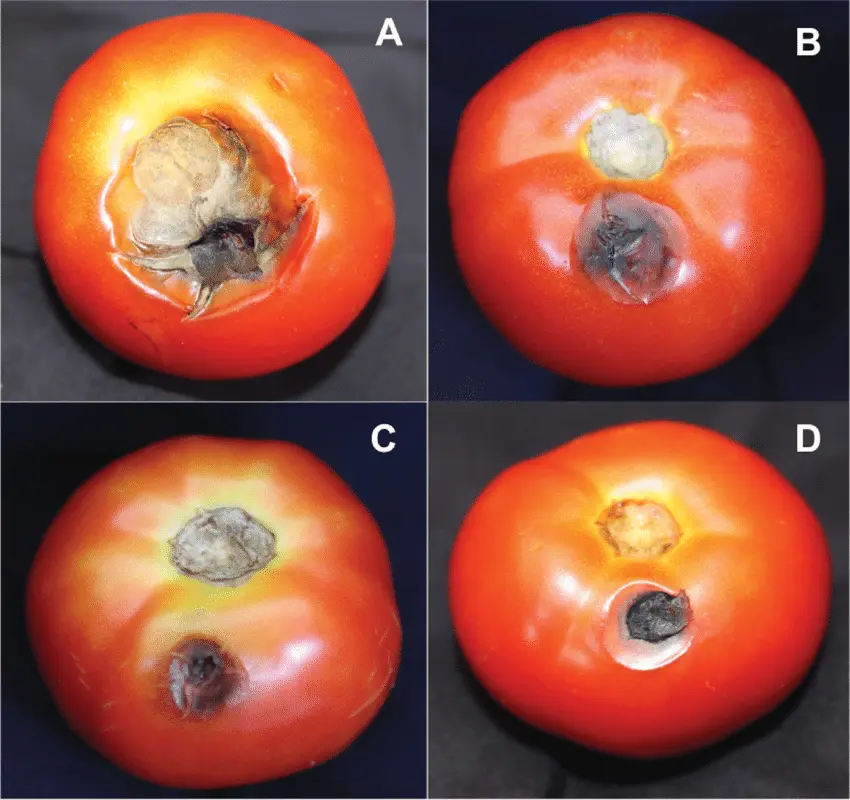 alternaria early blight tomato fruit rot