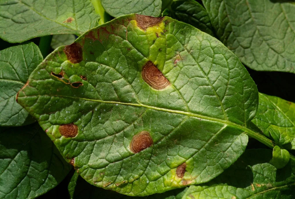 Alternaria solani early blight tomato