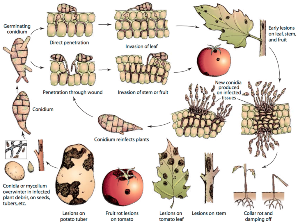 alternaria solani life cycle