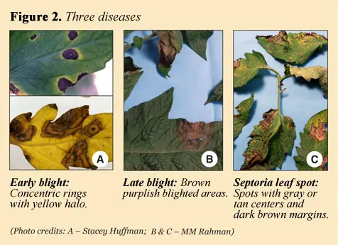 Early blight Late blight Septoria leaf spot