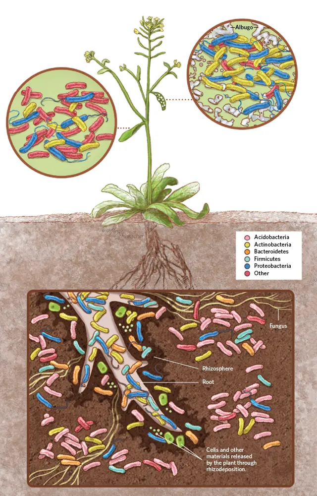 plant soil microbiome rhizosphere
