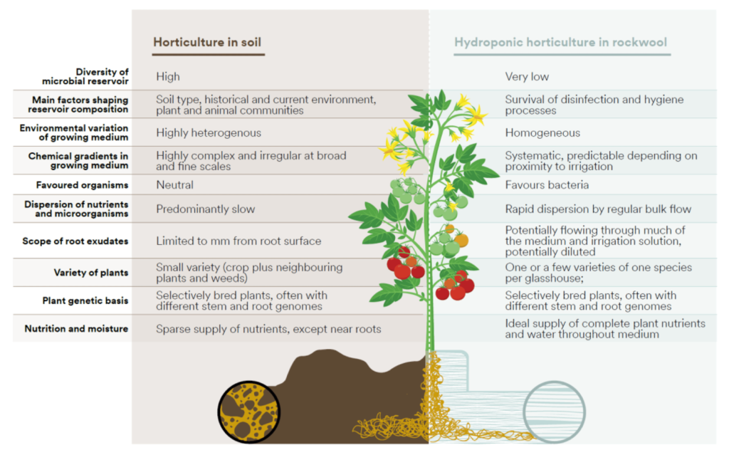soil vs hydroponic microbiome rock wool