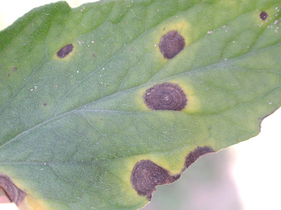 tomato alternaria early blight leaf rings