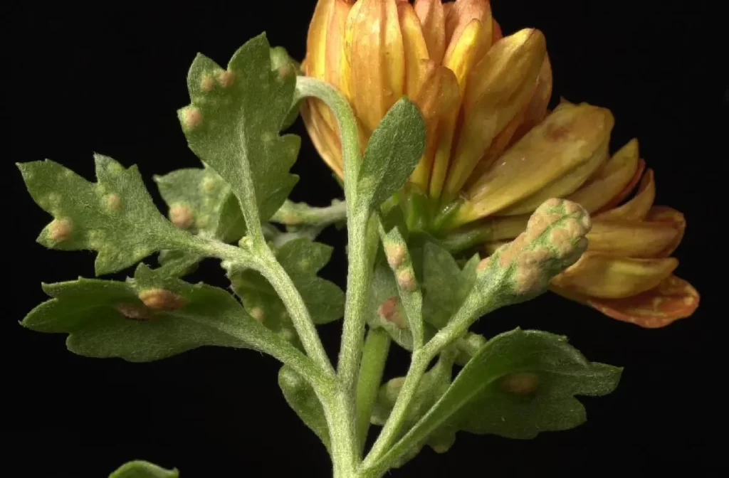 Puccinia horiana on flower