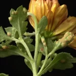 Puccinia horiana on flower