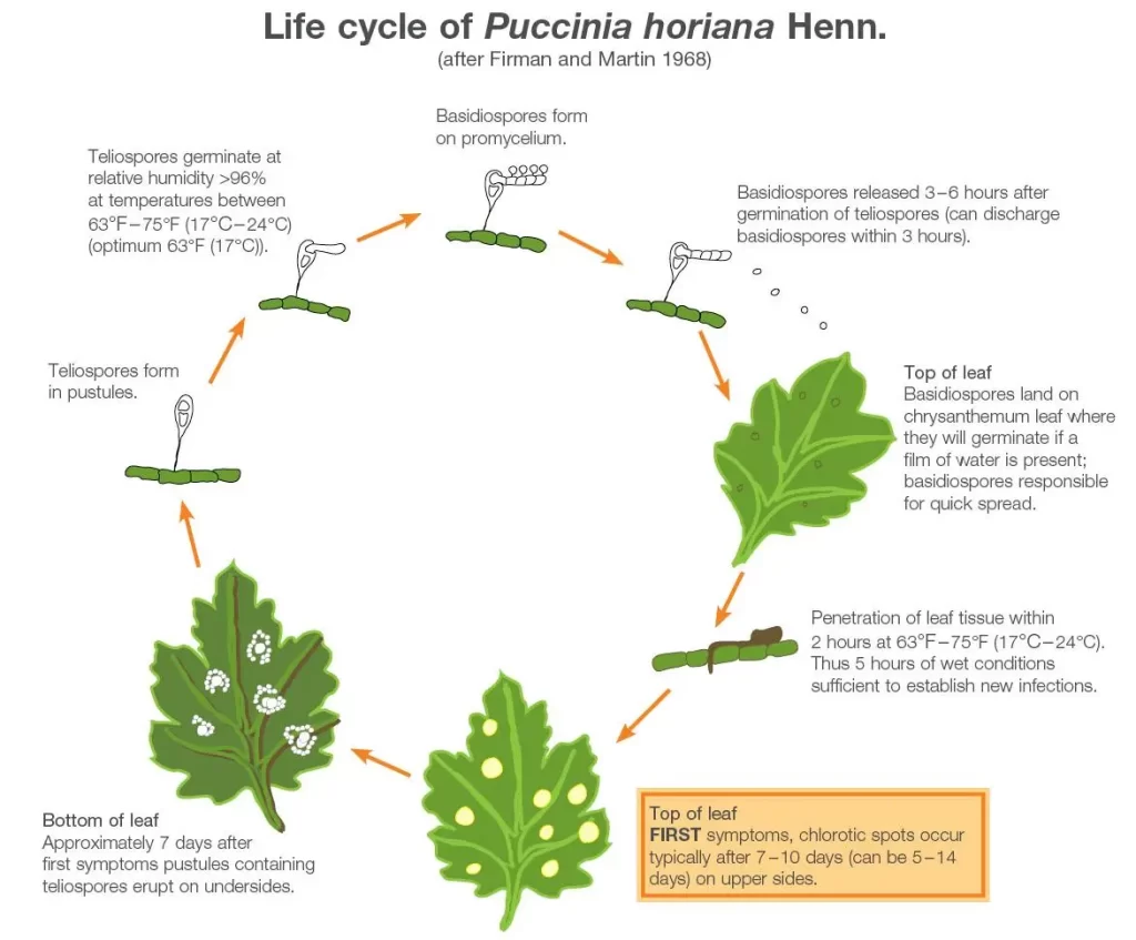 Life cycle of Puccinia horiana