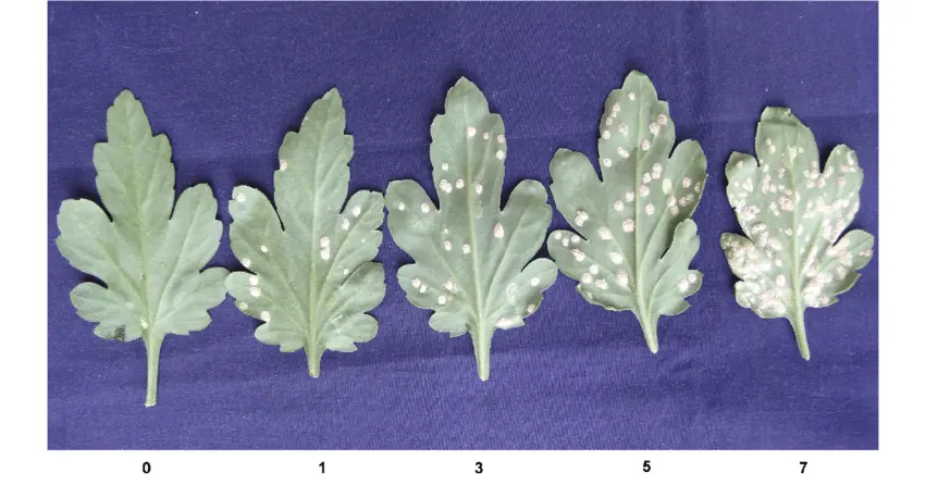 Growth of symptoms of Puccinia horiana