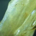Pathogen Profile: Olpidium brassicae