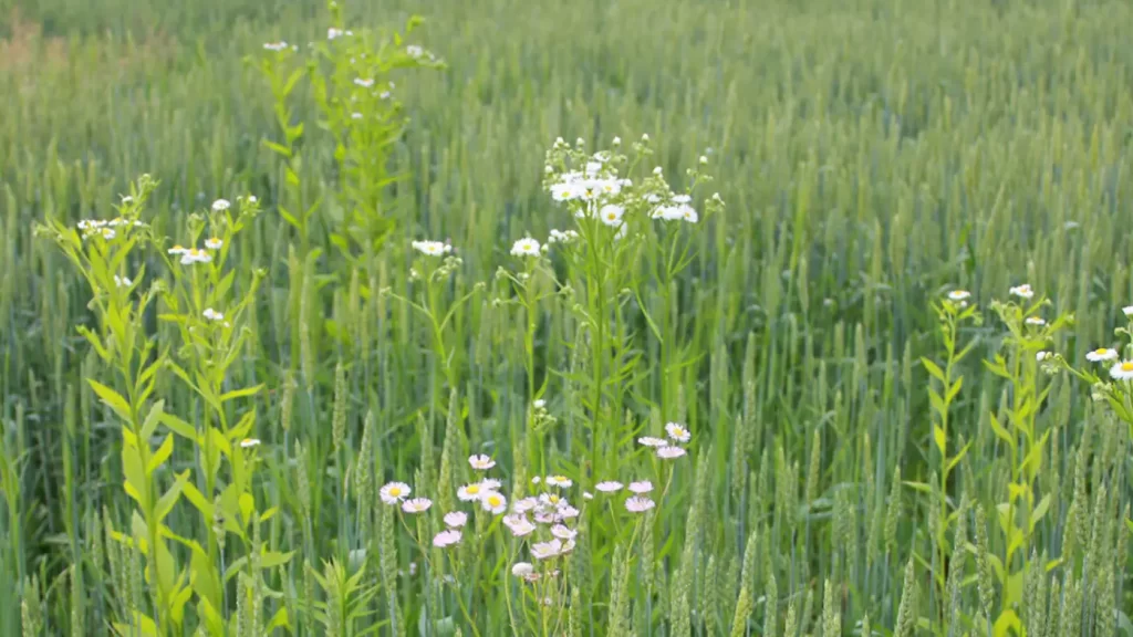 Annual Fleabane. Image by OMAFRA