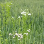 Annual Fleabane. Image by OMAFRA