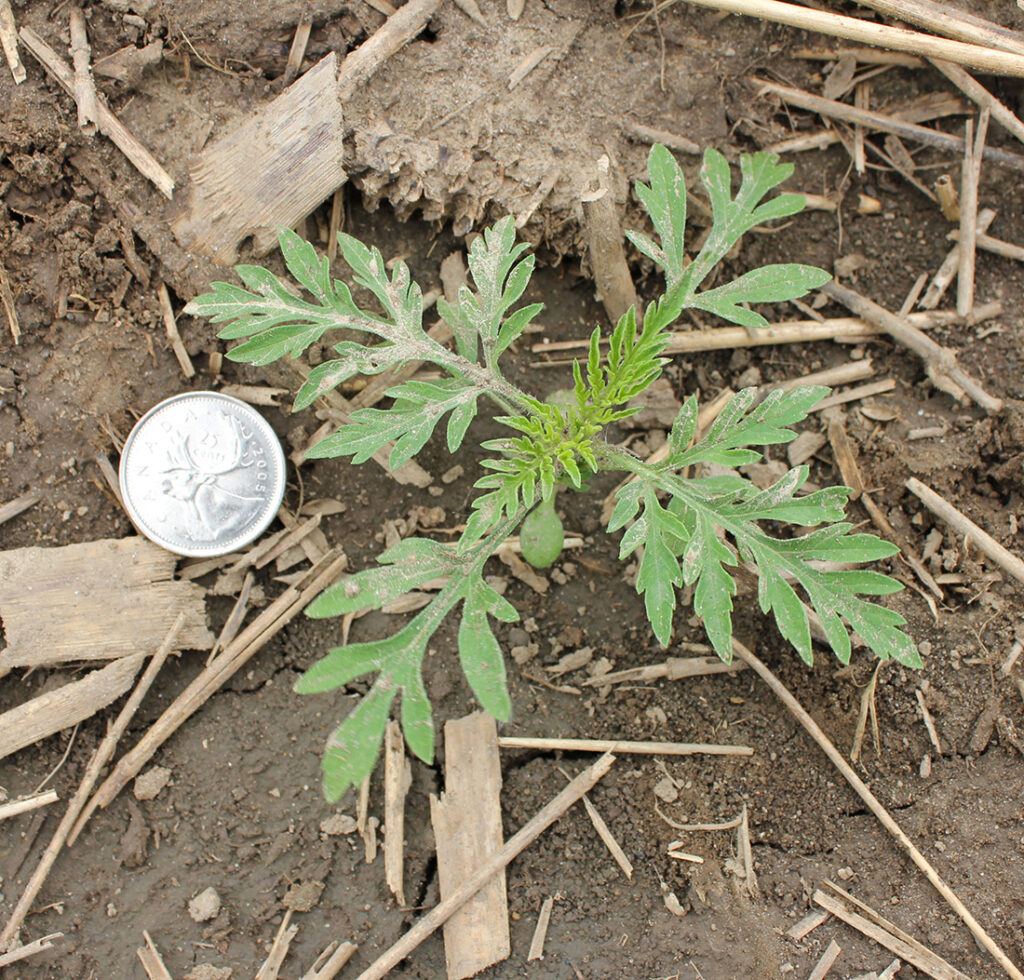 Common ragweed. Image by OMAFRA