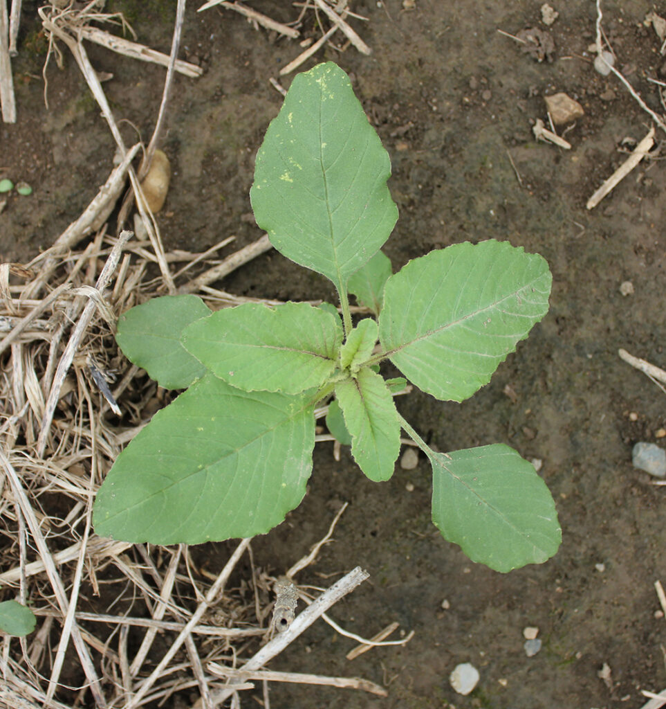 Redroot pigweed. Image by OMAFRA