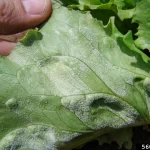 Pathogen Profile: Bremia lactucae