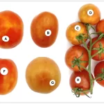 Double the Trouble: Understanding ToBRFV and PepMV Co-infection in Tomato Crops