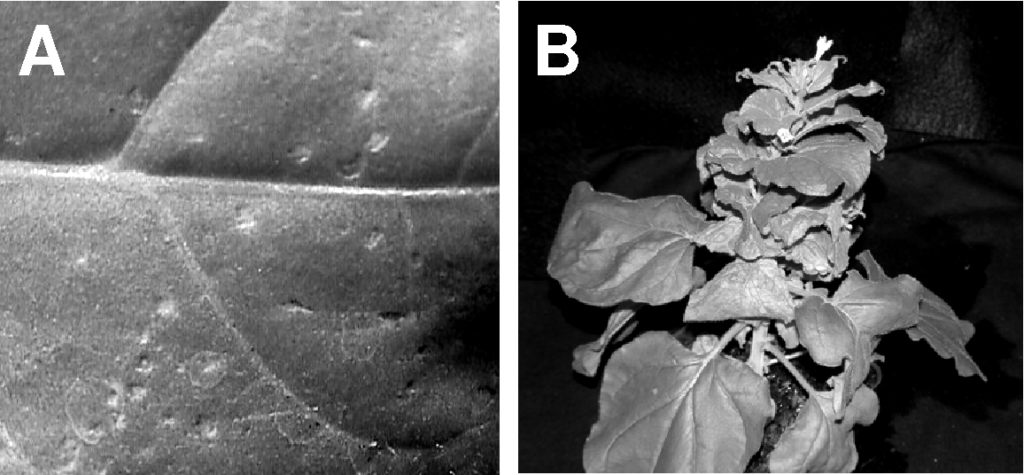 viable RNA virus on Tobacco Plant