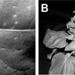 viable RNA virus on Tobacco Plant