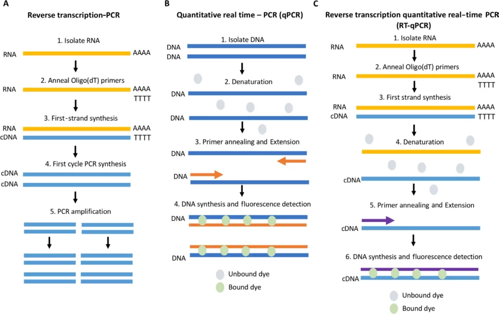 types of pcr