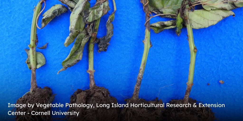 Fusarium greenhouse pepper wilt on multiple plants