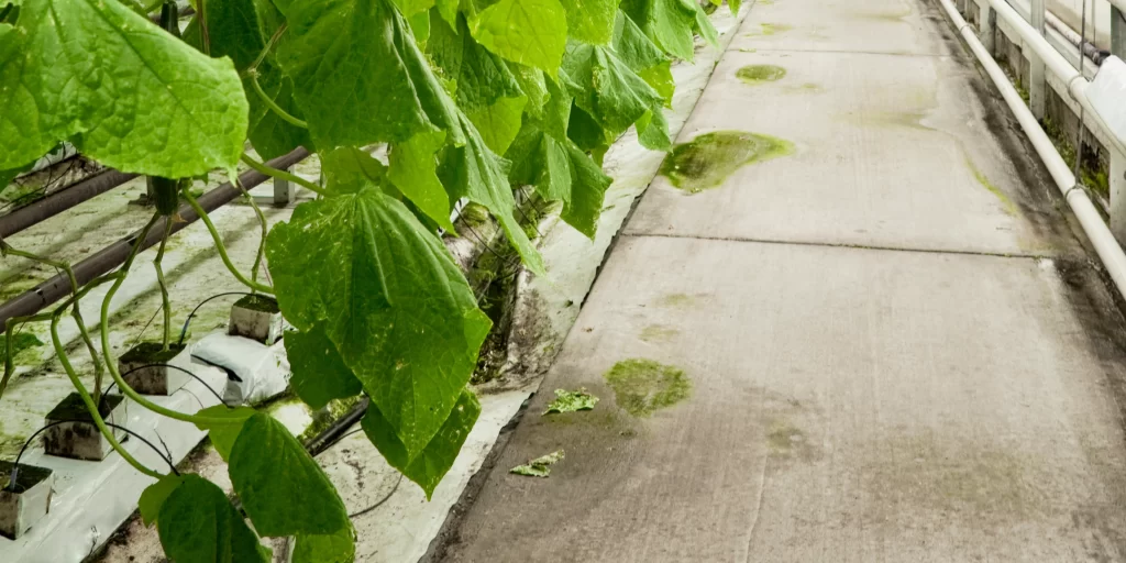 hydroponic cucumbers in a greenhouse