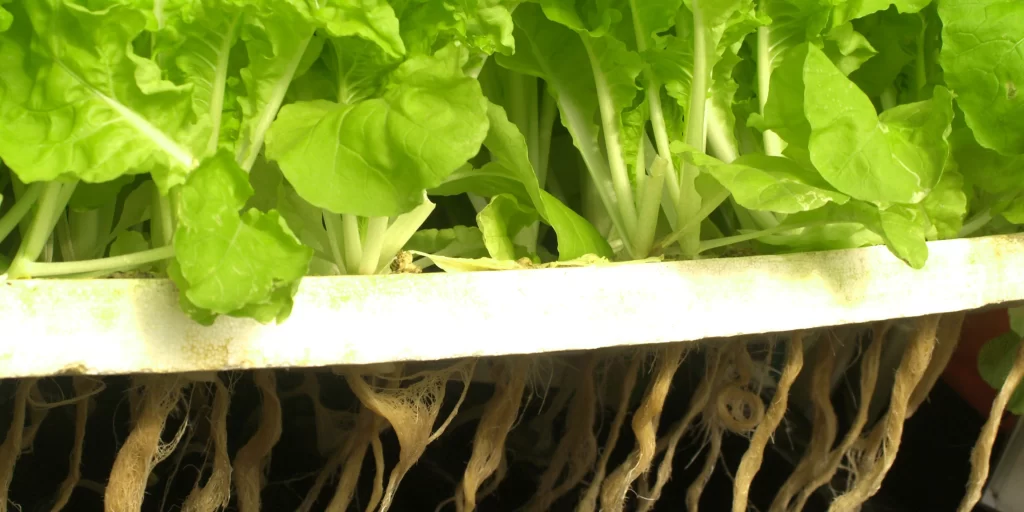 hydroponic lettuce in a greenhouse