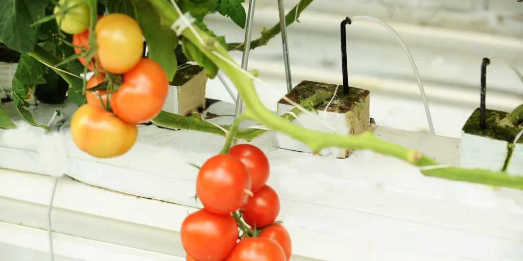 hydroponic tomatoes in a greenhouse