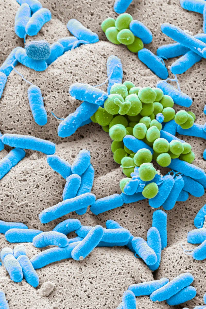 microbes for beneficials testing