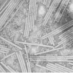 Plant Viruses and Viability Testing: Why It Matters for Canadian Fall Crop Change‐Outs