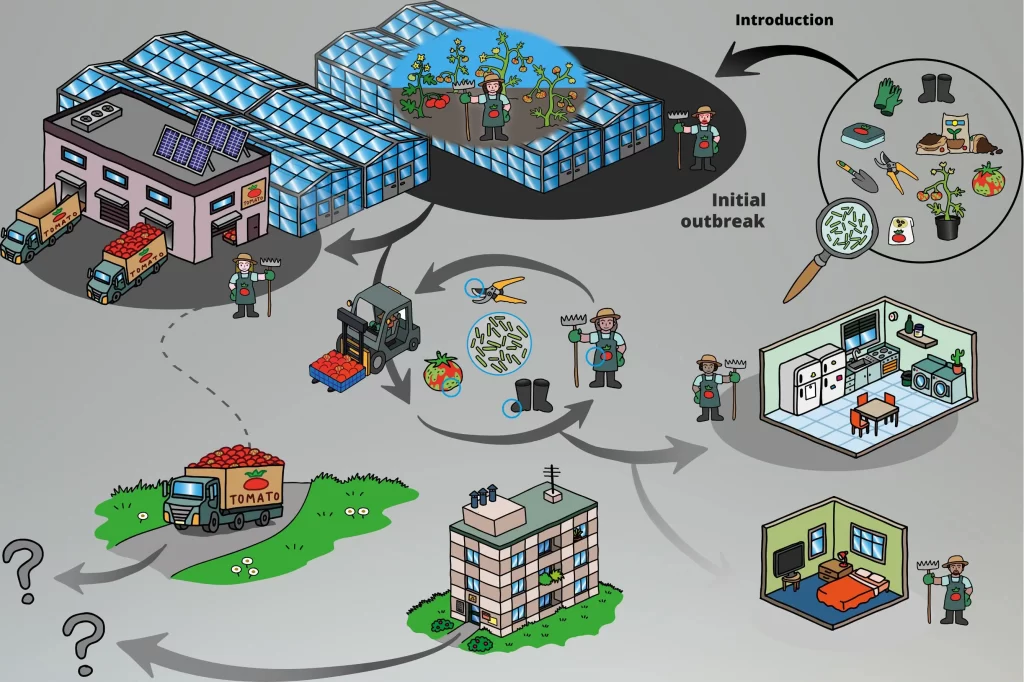 Cartoon infographic showing ToBRFV transmission routes in and around a greenhouse—surfaces, water systems, tools, boots, gloves, workers, and logistics.